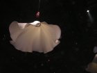 img011.jpeg.small.jpeg