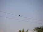img038.jpeg.small.jpeg