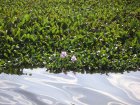 img064.jpeg.small.jpeg