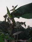 img157.jpeg.small.jpeg