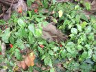 img163.jpeg.small.jpeg